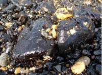 Home_OiledShorelineAssessment_ OTRA.jpg Source: © OTRA